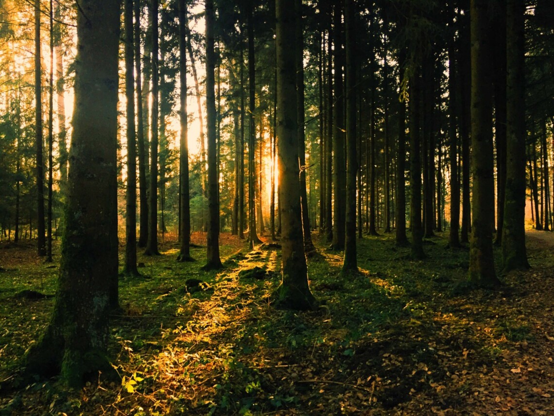 Промені сонця в лісі